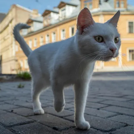 Sunbeam Design ريغا