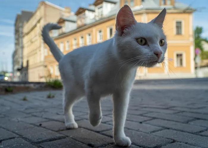 Sunbeam Design Рига